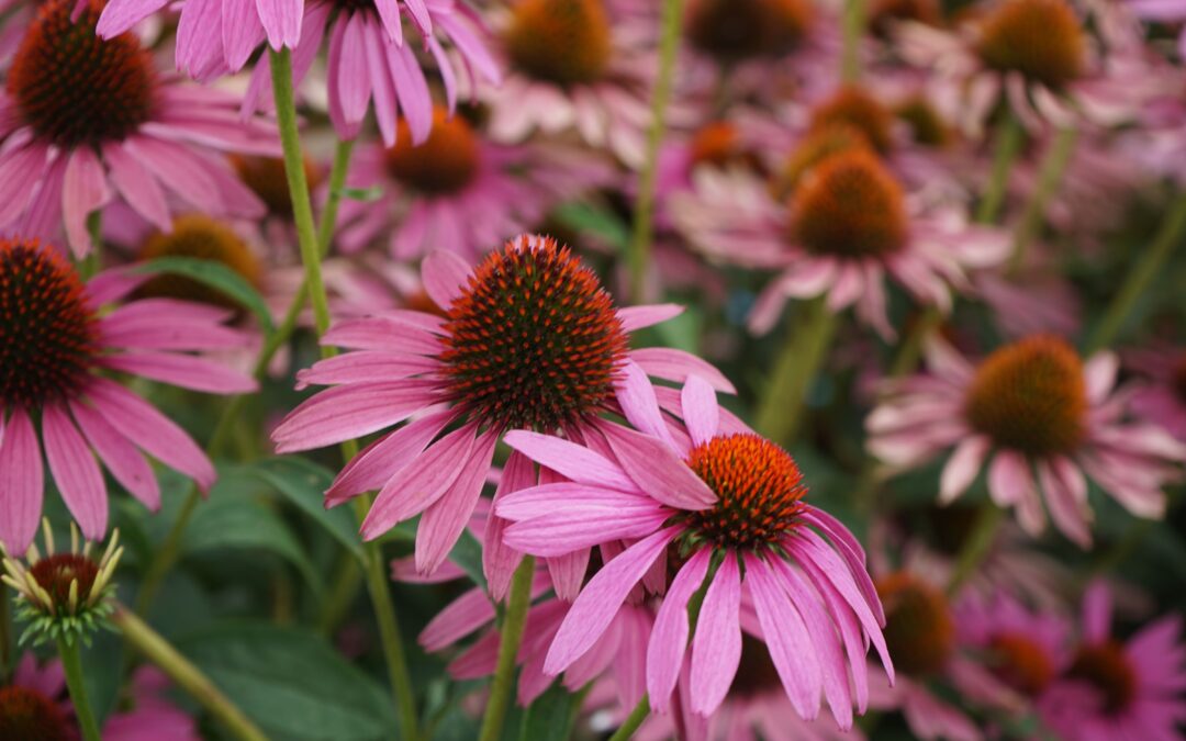 Knappe tuin in Boechout met prachtige vaste planten