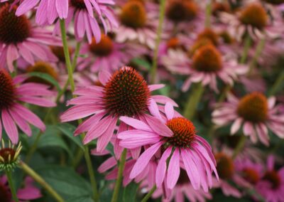 Knappe tuin in Boechout met prachtige vaste planten