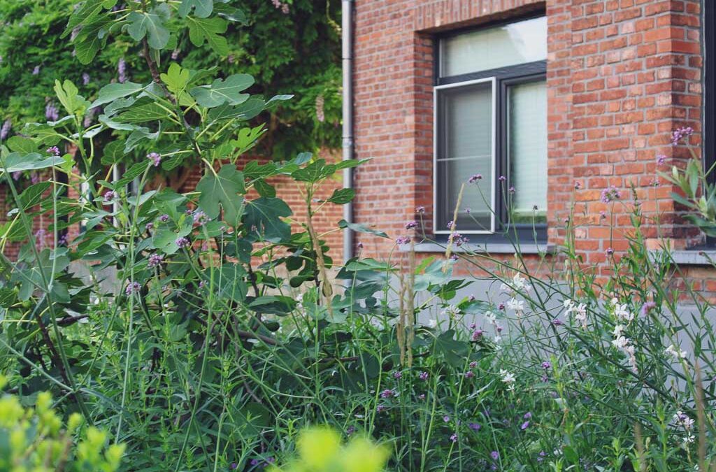 Gezellige tuin met terras in kleiklinkers en bloeiende vaste planten te Edegem